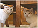 ライム きょうのわんこ 写真3