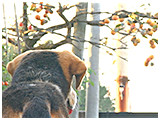 ボブ きょうのわんこ 写真3