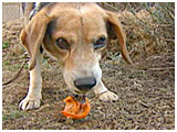 ボブ きょうのわんこ 写真4