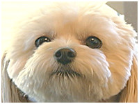 ちゃちゃ きょうのわんこ 写真1
