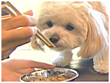ちゃちゃ きょうのわんこ 写真4