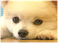 ニコ きょうのわんこ 写真1