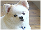 ニコ きょうのわんこ 写真2