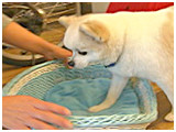 ニコ きょうのわんこ 写真3