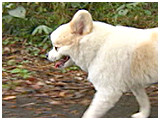 ニコ きょうのわんこ 写真5