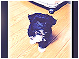 こつぶ きょうのわんこ 写真3