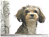 パリス きょうのわんこ 写真3