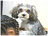パリス きょうのわんこ 写真4
