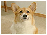 チョコ きょうのわんこ 写真2