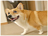 チョコ きょうのわんこ 写真3