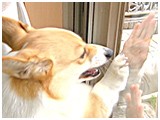 チョコ きょうのわんこ 写真4