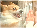 チョコ きょうのわんこ 写真5