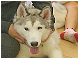 ハル きょうのわんこ 写真2