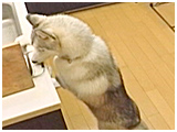 ハル きょうのわんこ 写真4
