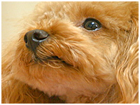 マロン きょうのわんこ 写真1