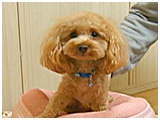 マロン きょうのわんこ 写真2