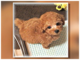 マロン きょうのわんこ 写真3