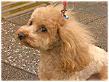 マロン きょうのわんこ 写真5