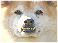 クリ坊 きょうのわんこ 写真1