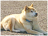 クリ坊 きょうのわんこ 写真2