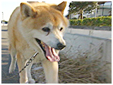 クリ坊 きょうのわんこ 写真3