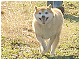 クリ坊 きょうのわんこ 写真4