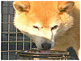 クリ坊 きょうのわんこ 写真5