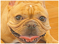 こたろう きょうのわんこ 写真1