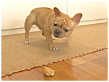 こたろう きょうのわんこ 写真4