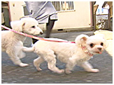 ミルク きょうのわんこ 写真2