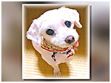 ミルク きょうのわんこ 写真3