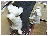 ミルク きょうのわんこ 写真4