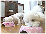 ミルク きょうのわんこ 写真5