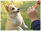 クッキー きょうのわんこ 写真3