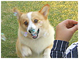 クッキー きょうのわんこ 写真4