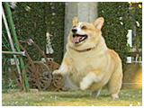クッキー きょうのわんこ 写真5