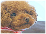 ムギ きょうのわんこ 写真2