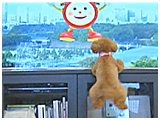 ムギ きょうのわんこ 写真5