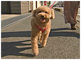 アース きょうのわんこ 写真2