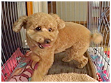アース きょうのわんこ 写真4