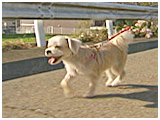 麦 きょうのわんこ 写真2