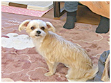 麦 きょうのわんこ 写真3