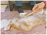 麦 きょうのわんこ 写真4