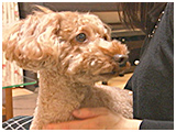 まる きょうのわんこ 写真2