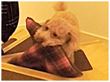まる きょうのわんこ 写真3