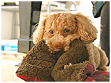 まる きょうのわんこ 写真4
