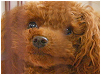 モコ きょうのわんこ 写真1