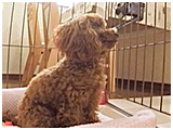 モコ きょうのわんこ 写真2