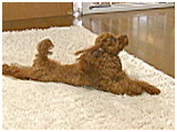 モコ きょうのわんこ 写真3