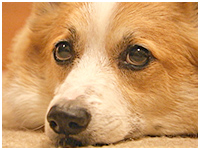 ベリー きょうのわんこ 写真1